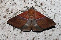 Sympis rufibasis (Noctuidae Catocalinae).jpg