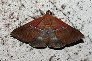 <i>Sympis</i> Genus of moths