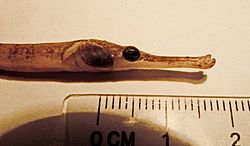 Syngnathus tenuirostris 02.jpg