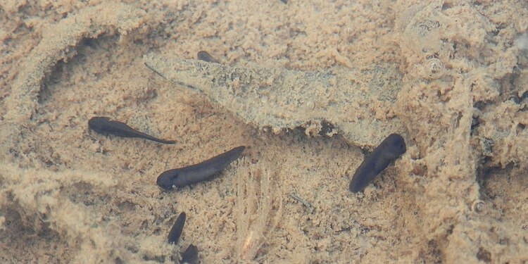 Tadpoles