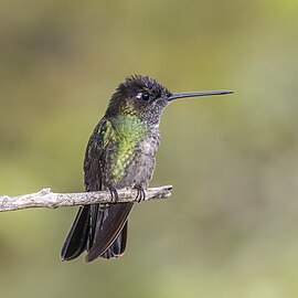 Talamanca hummingbird Eugenes spectabilis ♂