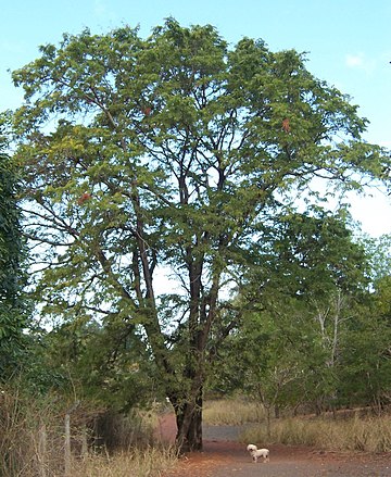 File:Tamarindus indica tree.JPG