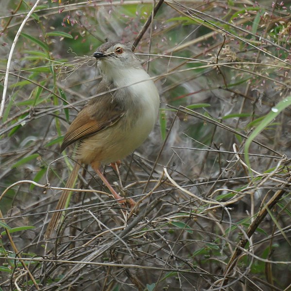 File:Tawny-flanked Prinia (10554648625).jpg