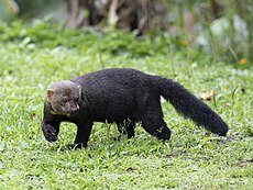 Tayra - Male showing claws,.jpg