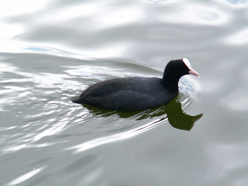 Nokikana (Fulica atra)