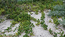 Tetragonia implexicoma as a groundcover. Located on beach foredune in Carrum. Tetragonia implexicoma habit.jpg