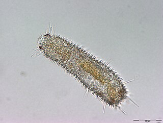 <i>Thaumastoderma heideri</i> Species of microscopic worm