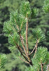 Damage to conifer, showing bitten-off needles Thaumetopoea pityocampa damage.jpg