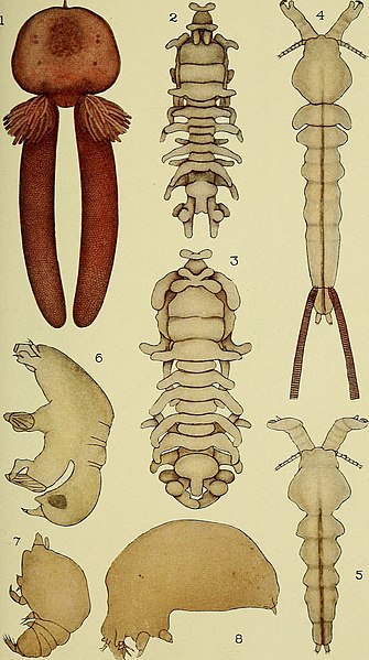 File:The British parasitic Copepoda (1913) (20418654185).jpg