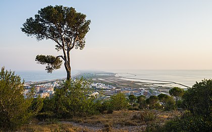 Um pinheiro-de-alepo (Pinus halepensis) e vista a partir do Mont St-Clair em Sète, França. (definição 5 280 × 3 300)