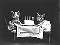 Two kittens with a birthday cake, 1914.