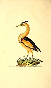 Thumbnail for File:The natural history of British birds, or, A selection of the most rare, beautiful and interesting birds which inhabit this country - the descriptions from the Systema naturae of Linnaeus - with (14565536908).jpg