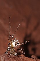 Dew droplets on a dead insect