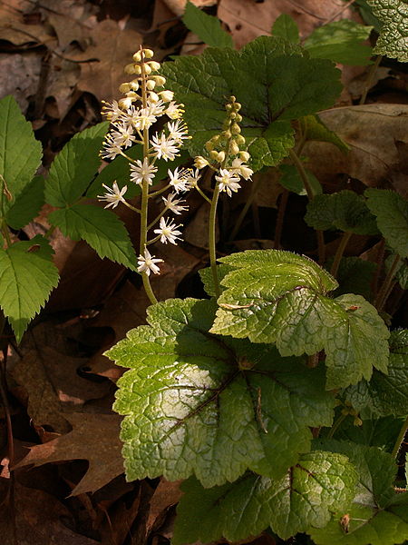 File:Tiarella cordifolia growing in Schenley Park, Pittsburgh, 02.jpg