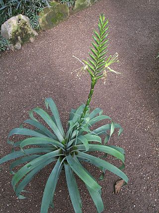 <i>Pseudalcantarea viridiflora</i> Species of epiphyte