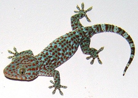 Tập_tin:Tokay_gecko_@Vnm.jpg