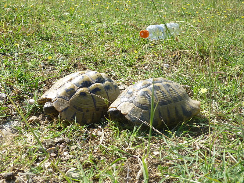 File:Tortoises in Krushevska Reka valley - P1100156.JPG