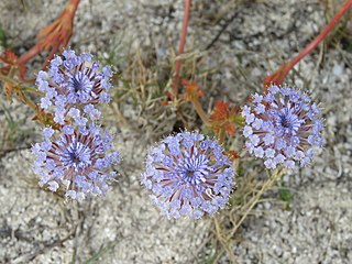 <i>Trachymene coerulea</i> Species of plant