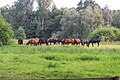 Trakehner auf der Weide im Ilmenautal