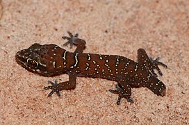 Transvaal Thick-toed Gecko imported from iNaturalist photo 85207773.jpg