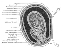Transverse section through the left side of the scrotum and the left testis Transversetestis.png
