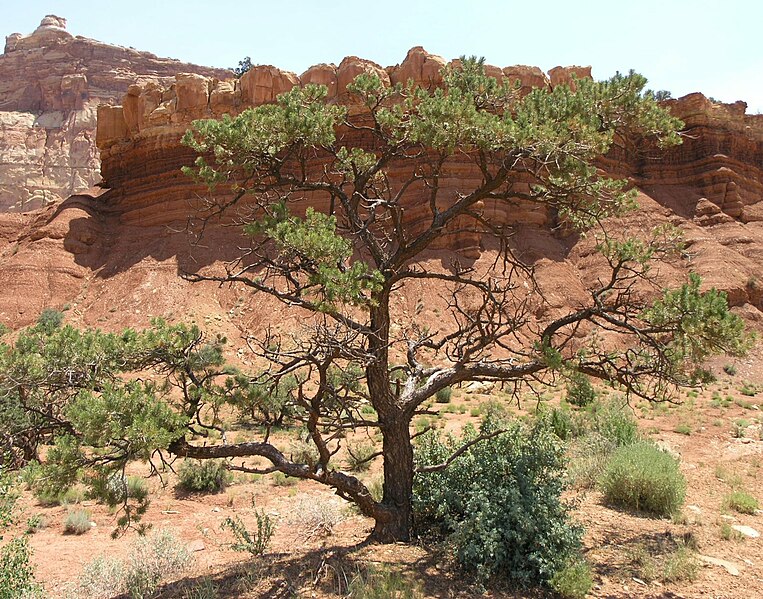 File:Tree off of Capitol Reef Scenic Drive.jpeg