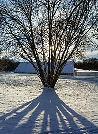 Tree shadow on snow in Tuntorp