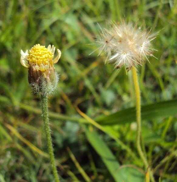 File:Tridax procumbens 04.JPG