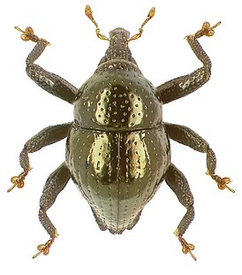 Trigonopterus aeneus