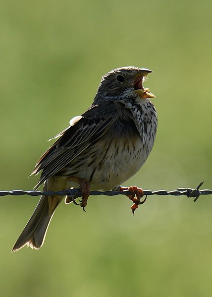 File:Trigueirão, a cantar, Corn Bunting, at singing action, (49552963398).jpg