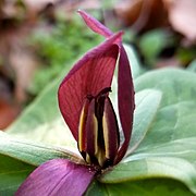 Trillium-sessile-floral-organs.jpg