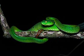 Trimeresurus gumprechti.jpg resminin açıklaması.