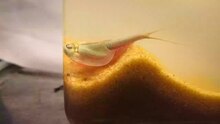 File:Triops newberryi menggali sarang dan bertelur.webm