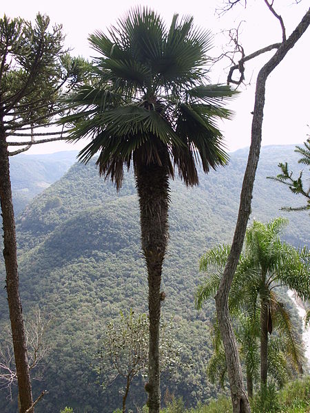 File:Trithrinax acanthocoma 1.JPG