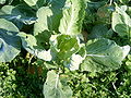 Brassica oleracea L. var.  costata of L. var.  tronchuda, de Portugese kool