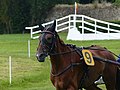 * Nomination Chestnut french trotter horse, Saint-Jean-des-Prés racecourse, France --Tsaag Valren 10:11, 17 August 2017 (UTC) * Decline Sorry but this is not sharp enough IMO --Ermell 13:49, 17 August 2017 (UTC)