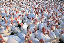 Modern domestic turkeys under commercial conditions Turkeys.jpg