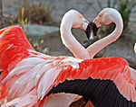 Two Great Flamingos.jpg