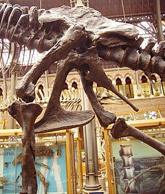 Tiranosaurov kuk kao kod gmazova i zadnji udovi.