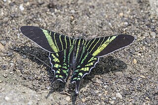 <i>Urania fulgens</i> Species of moth