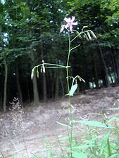 Prenanthes purpurea