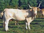 värivalokuva vaaleasta lehmästä, jolla on hieno runko ja pitkänomainen runko, vaaleanpunainen kuono, rypistynyt otsa ja soihdutetut lyrsisarvet.