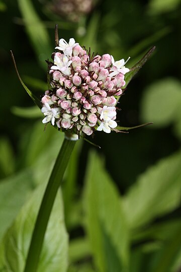 Valeriana sitchensis