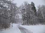 Spår av cykling i snön på vägen genom skogen