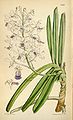 Vanda × confusa (as syn. Vanda coerulescens var. boxallii) plate 6328 in: Curtis's Bot. Magazine (Orchidaceae), vol. 103, (1877)