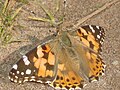 Vanessa cardui