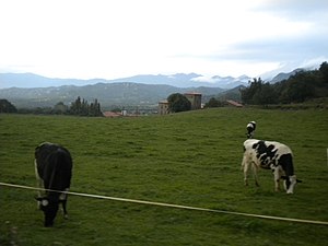 Vaques pasturant a Cantonigròs.JPG