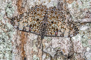 <i>Hamadryas feronia</i> Species of butterfly