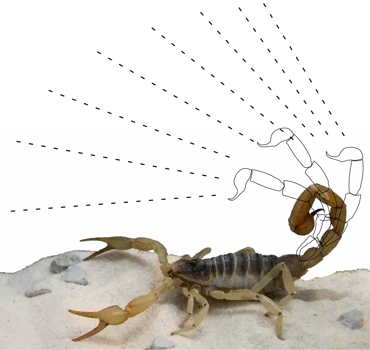 Отпугни хищника 96. Индийский красный Скорпион. Euscorpius flavicaudis. Hadrurus arizonensis. Скорпион снизу.