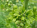 Veratrum album